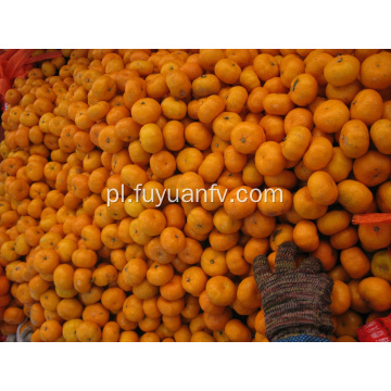Świeża i słodka Mandarynkowa pomarańcza dla dzieci